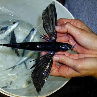 Flying Fish