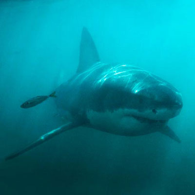  Great White 
