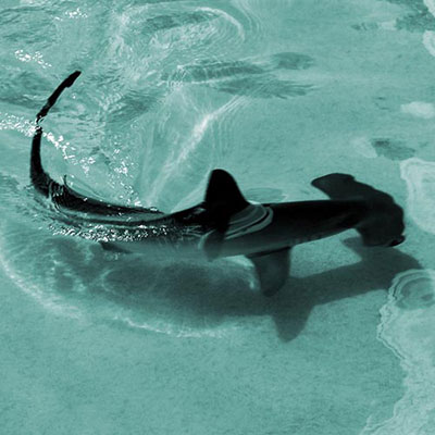 Hammerhead