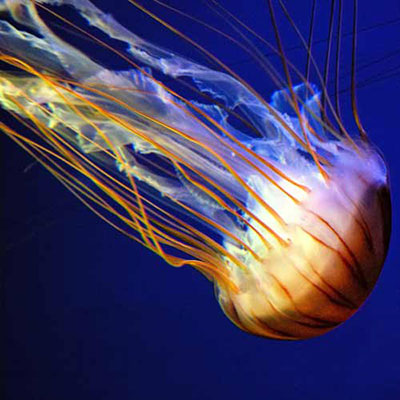 Jelly Fish