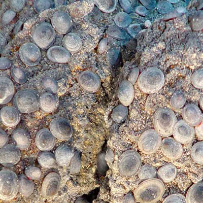 Limpets
