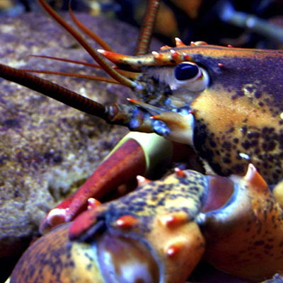 Lobster