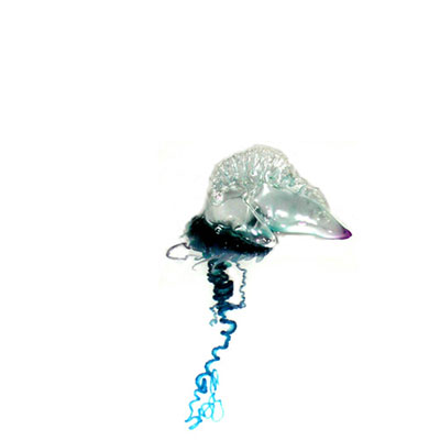 Man O War