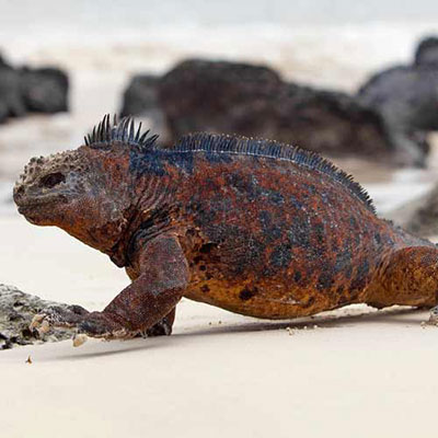 Marine Iguana