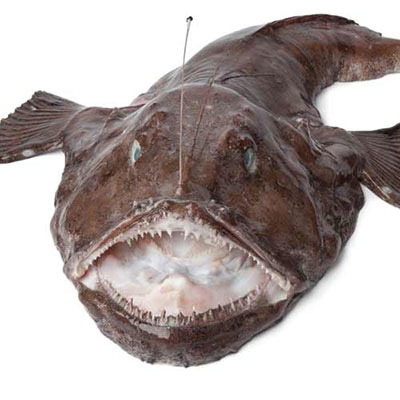 Monkfish