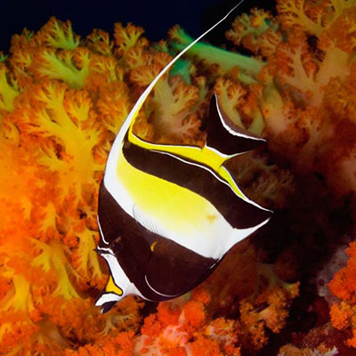 Moorish Idol