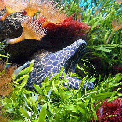 Moray Eel