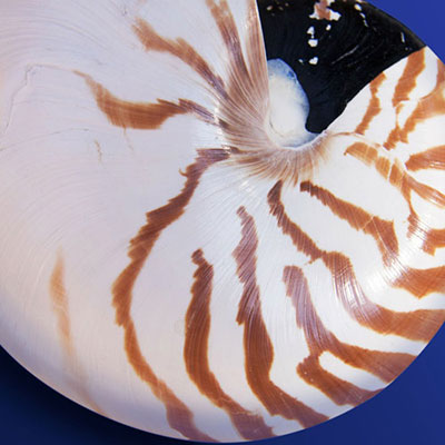  Nautilus 
