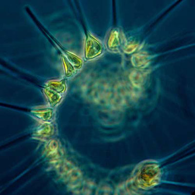 Plankton