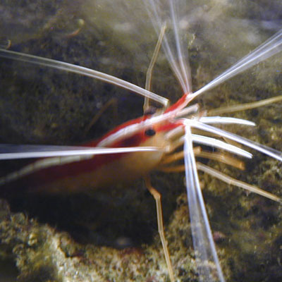 Prawn