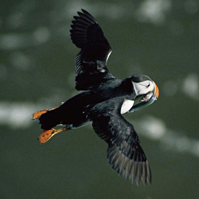 Puffin