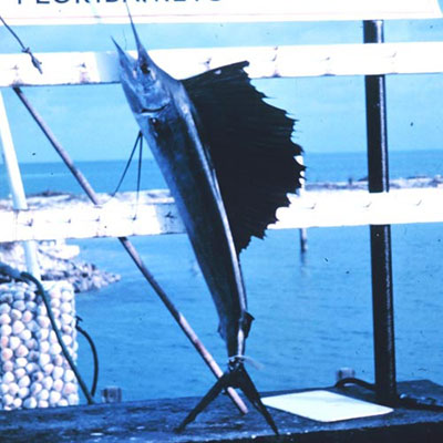 Sailfish