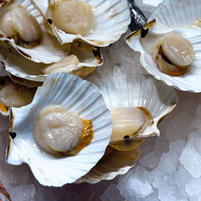 Scallops