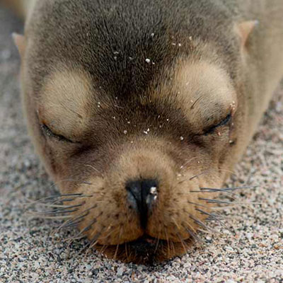  Sea Lion 
