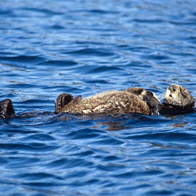 Sea Otter