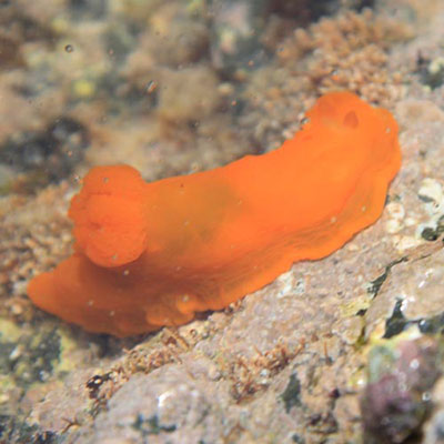 Sea Slug