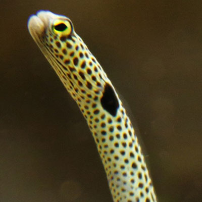 Sea Snake