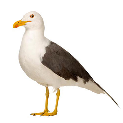 Seagull