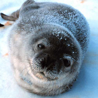  Seal 