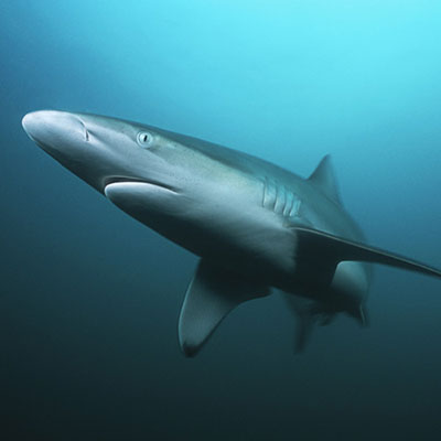 Shark