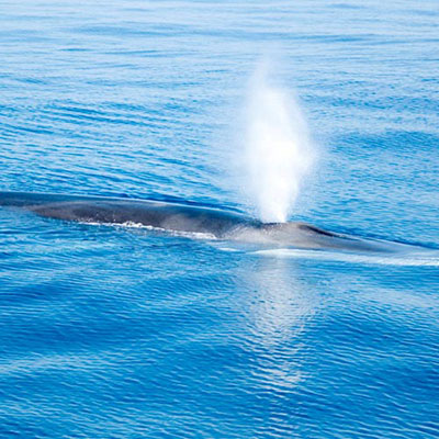 Sperm Whale