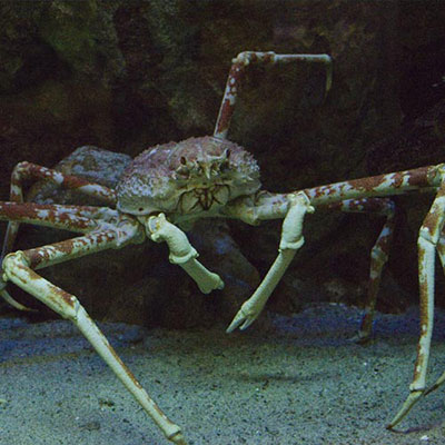 Spider Crab