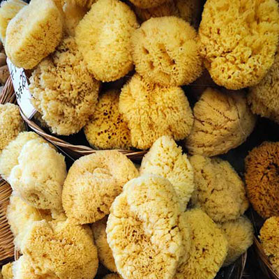  Sponge 