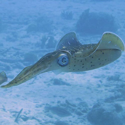 Squid