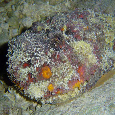 Stonefish