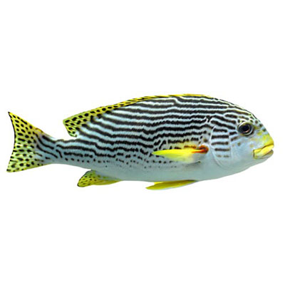 Sweetlips