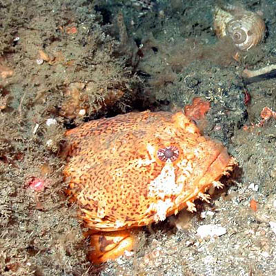  Toadfish 