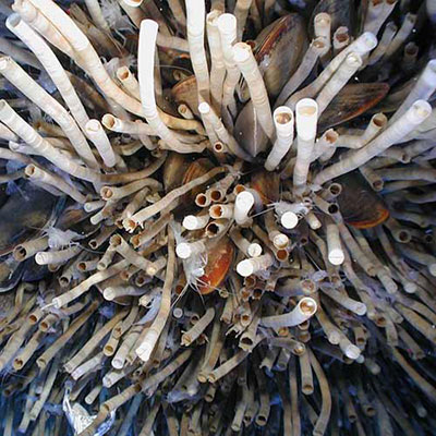Tube Worms