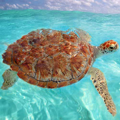 Turtle