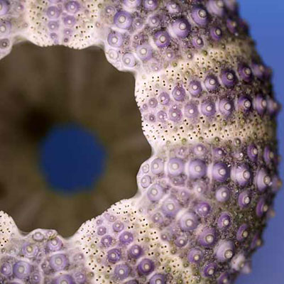 Urchin