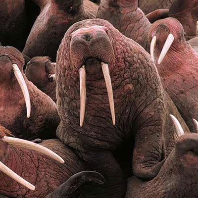  Walrus 