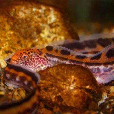  Wolf Eel 