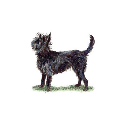  Affenpinscher 