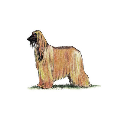 Afghan Hound