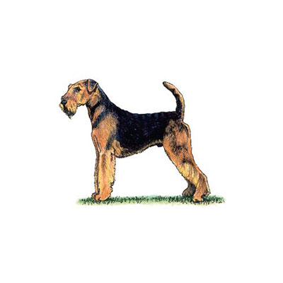  Airedale 