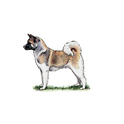  Akita 