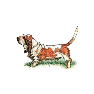 Basset Hound