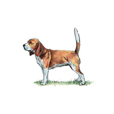 Beagle
