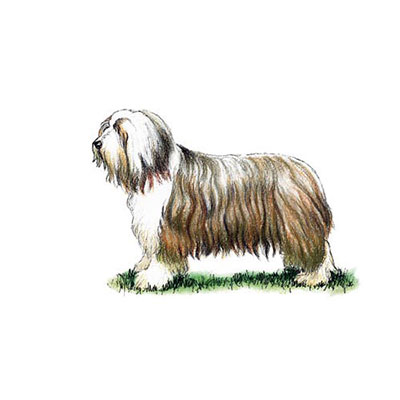 Bearded Collie