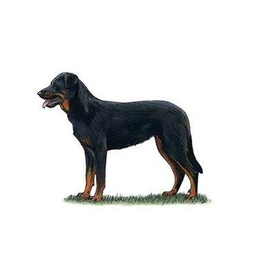 Beauceron