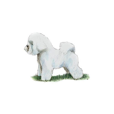 Bichon Frise