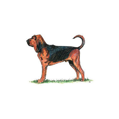 Bloodhound