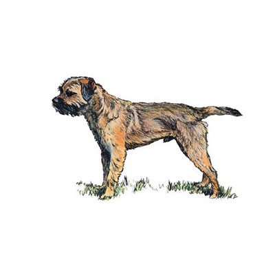 Border Terrier