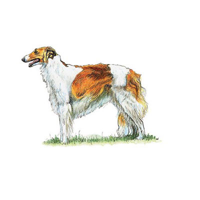 Borzoi