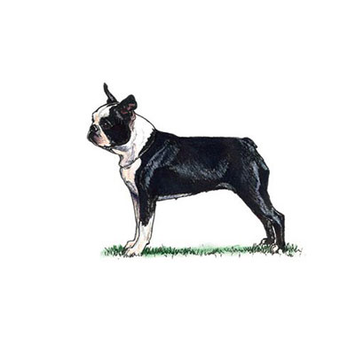 Boston Terrier