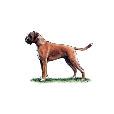  Boxer 